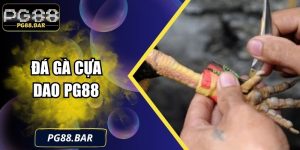 Đá Gà Cựa Dao PG88 – Đỉnh Cao Giải Trí Cho Dân Mê Gà