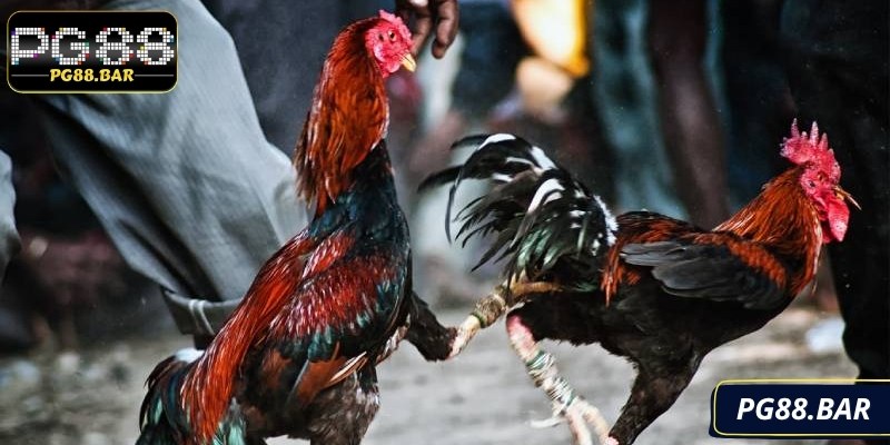 Giải trí cùng hình ảnh, âm thanh chân thật