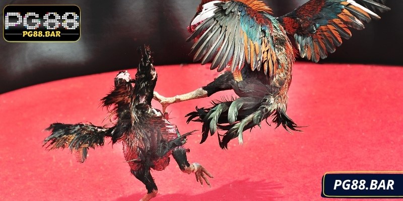 Lựa chọn chiến kê yêu thích và theo dõi trận đấu trực tiếp