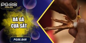 Đá Gà Cựa Sắt PG88: Đỉnh Cao Nghệ Thuật So Tài Gà Chiến