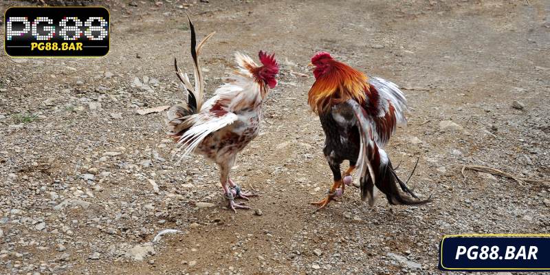 3 bước thao tác tham gia chọi kê đơn giản