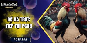 Đá Gà Trực Tiếp Tại PG88 – Trải Nghiệm Chiến Thuật Độc Đáo